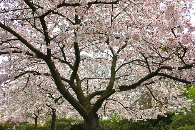 Gus and Ollie Hamburg