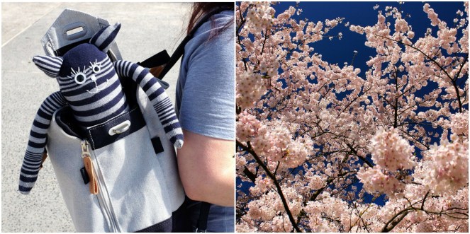 My ride home - Gus and Ollie, Hamburg, germany, handmade, sock monkey, atelier e-37, ottensen, altona, spring time, blossom trees, grateful, sunshine, blue skies.