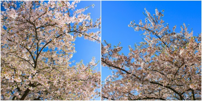 My ride home - Gus and Ollie, Hamburg