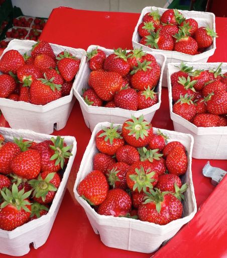 Strawberry Season, gus and ollie, hamburg, germany