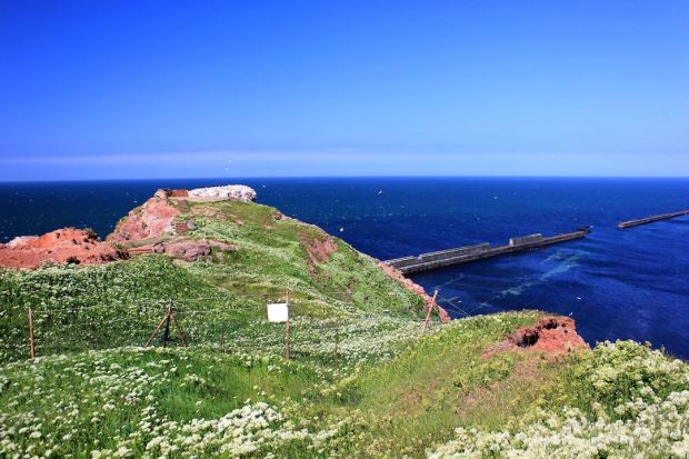 Bunte Kuh Collage, Helgoland, Hamburg, Germany, Heligoland Pilgrims, Cricket, Gus and Ollie 