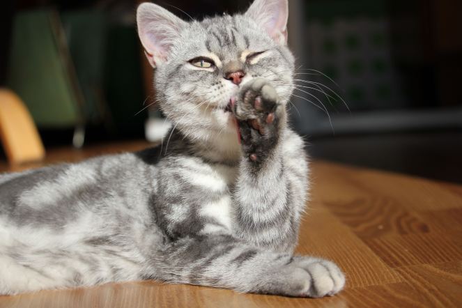 Minty, gus and ollie, british shorthair, cat, kitten, hamburg, germany, snapshot, crochet, cute, new to the family, art, handmade, easy