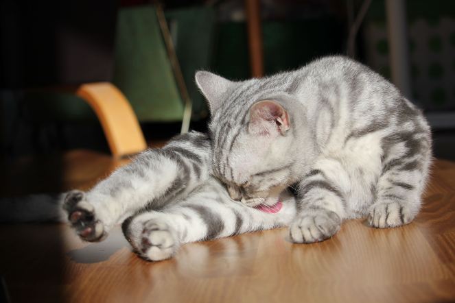 Minty, gus and ollie, british shorthair, cat, kitten, hamburg, germany, snapshot, crochet, cute, new to the family, art, handmade, easy