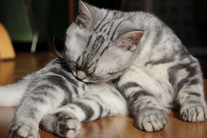 Minty, gus and ollie, british shorthair, cat, kitten, hamburg, germany, snapshot, crochet, cute, new to the family, art, handmade, easy