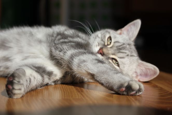 Minty, gus and ollie, british shorthair, cat, kitten, hamburg, germany, snapshot, crochet, cute, new to the family, art, handmade, easy