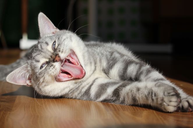 Minty, gus and ollie, british shorthair, cat, kitten, hamburg, germany, snapshot, crochet, cute, new to the family, art, handmade, easy