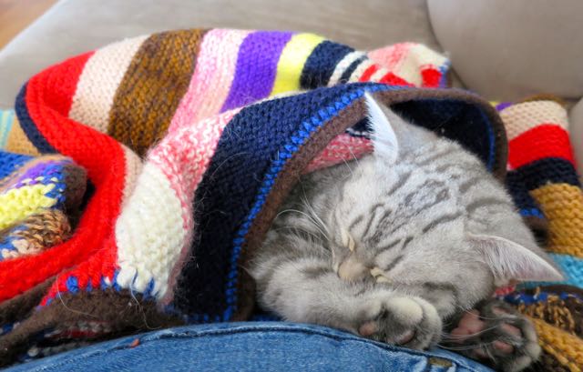 Minty, gus and ollie, british shorthair, cat, kitten, hamburg, germany, snapshot, crochet, cute, new to the family, art, handmade, easy