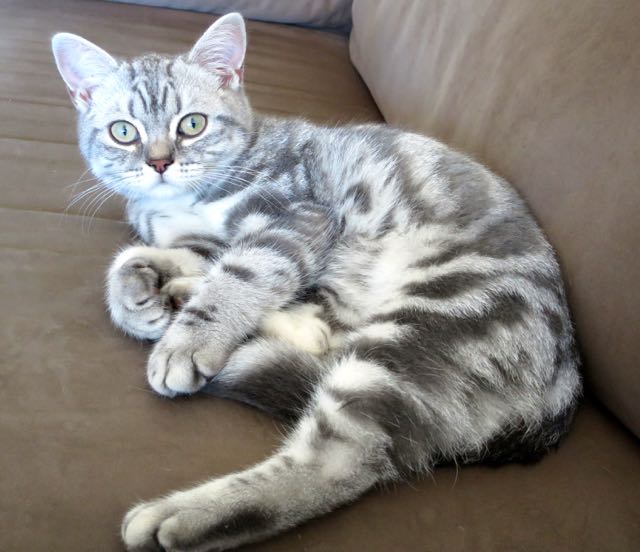 Minty, gus and ollie, british shorthair, cat, kitten, hamburg, germany, snapshot, crochet, cute, new to the family, art, handmade, easy