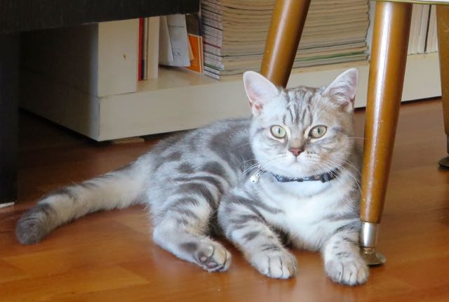 Minty, gus and ollie, british shorthair, cat, kitten, hamburg, germany, snapshot, crochet, cute, new to the family, art, handmade, easy