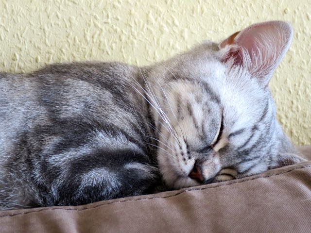 Minty, gus and ollie, british shorthair, cat, kitten, hamburg, germany, snapshot, crochet, cute, new to the family, art, handmade, easy