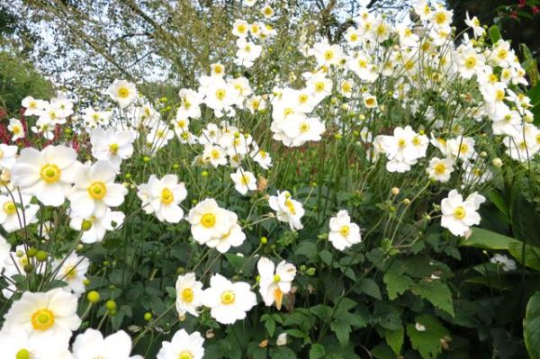 flowers, blooms, hamburg, germany, botanical gardens, gus and ollie